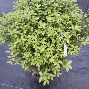 Pittosporum ball green gem