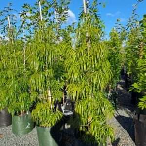 Podocarpus Henklii