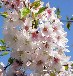 Prunus x subhirtella "Falling snow" weeping white cherry