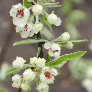 Pyrus Saliciifolia Pendula Weeping Silver pear