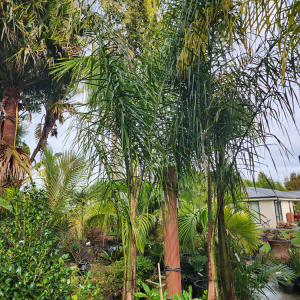 Syagrus romanzoffiana (Queen Palm)