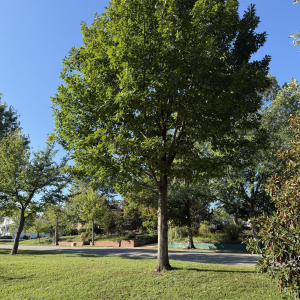 Quercus Rubra Red Oak