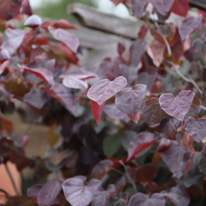 Cercis canadensis "forest Pansy"