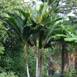 Rhopalostylis Baueri Var. Cheesemanii (Kermadec Nikau)