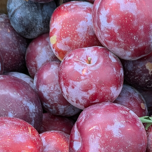 Plum Santa Rosa