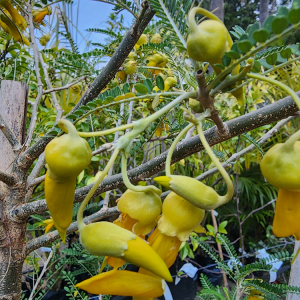 Sophora Microphylla