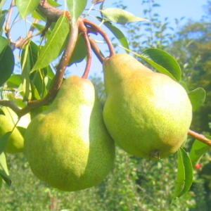 Pear : Dual Beurre Bosch - Packhams Triumph