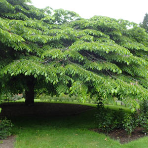 Ulmus Glabra Horizontalis "Horizontal Elm"