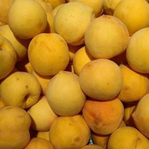 Peach Golden Queen