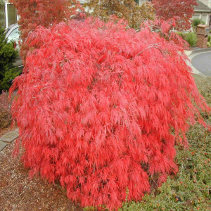 Acer Palmatum dissectum "Orangeola" weeping maple