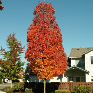 Acer Rubrum  "Bowhall"