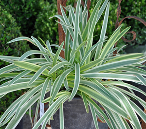 Agapanthus Golden Drop