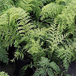Shady Plants