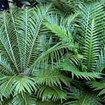 Ferns