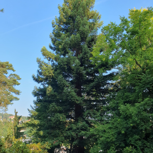 Sequoia Sempervirons "California Redwood"