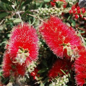 Callistemon Firebrand