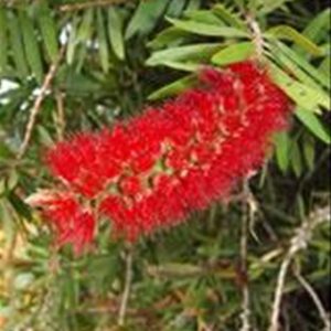 Callistemon Red Clusters