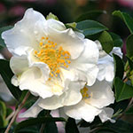 Camellia Setsugeka