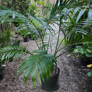 Chamadorea Cataractum