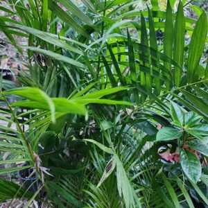 Chamadorea Hooperiana