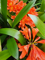 Clivia Santa Barbara hybrids