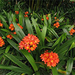 Groundcover
