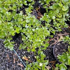 Coprosma Poor Knights