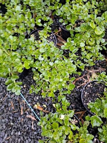 Coprosma Poor Knights