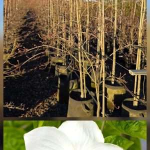 Cornus Eddies White Wonder "Dogwood"