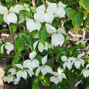Cornus k.Moonbeam