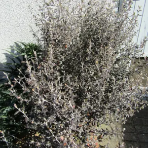 Corokia Frosted Chocolate