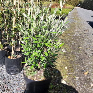 Corokia Geentys Green