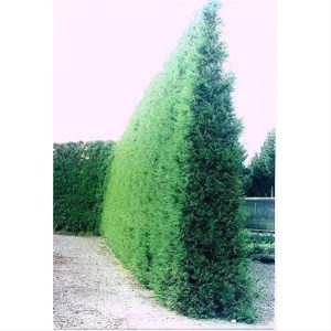 Cryptomeria Japonica Egmont