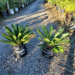 Cycas Revoluta