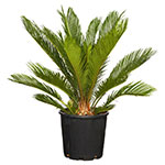 Palms