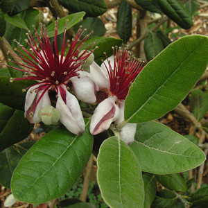 Feijoa Kakariki