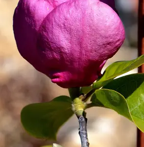 Magnolia Felix Jury