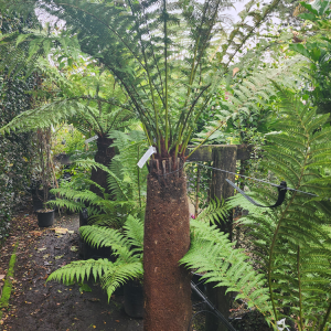 Dicksonia Fibrosa (wheki ponga)