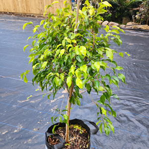 Ficus Benjimani - The Elegant Weeping Fig