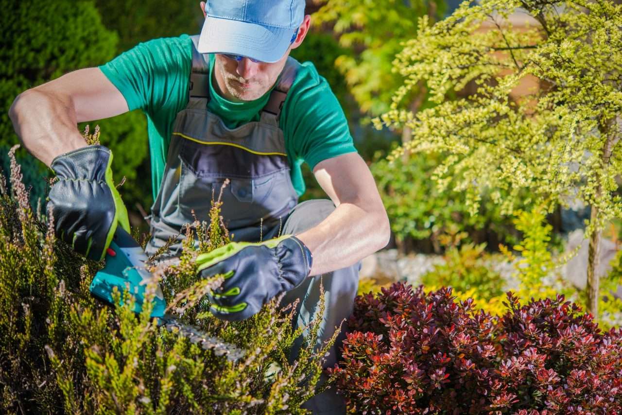 gardener working in a garden