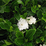 Fragrant Plants
