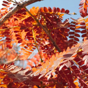 Gleditsia tricanthos "Ruby Lace"