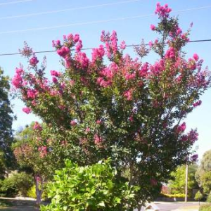 Lagerstroemia indica "De puard"