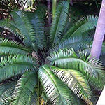 Subtropical