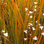 Flaxes and Grasses