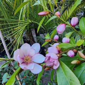 Magnolia Fairy Blush