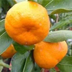 Mandarin Satsuma