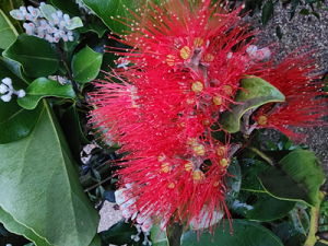metro springfire flower