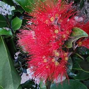 Metro Springfire Flower