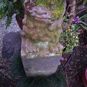 Mondo grass 'Chingii': The Sparkler for a Tidy Garden